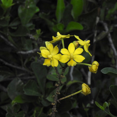 Taprobanea spathulata