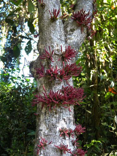 Baccaurea courtallensis (Baccaurea courtallensis)