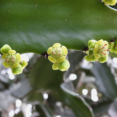 Euphorbia neriifolia