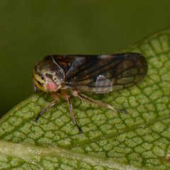 Oncopsis flavicollis