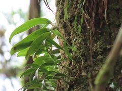 Pholidota cantonensis