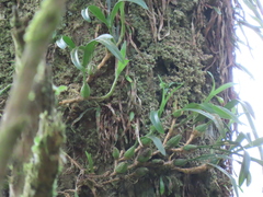 Pholidota cantonensis