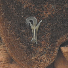 Funambulus palmarum
