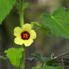Hibiscus hispidissimus
