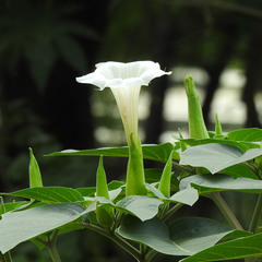 Datura innoxia