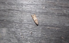 Nyctegretis lineana
