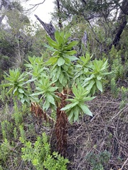 Apalochlamys spectabilis