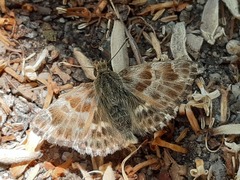 Muschampia baeticus