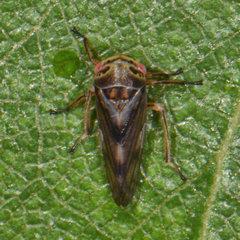 Oncopsis flavicollis