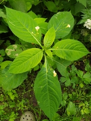 Impatiens parviflora