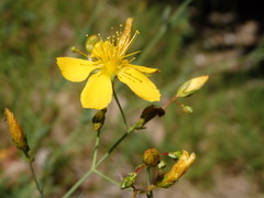 Hypericum linariifolium