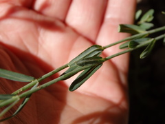 Hypericum linariifolium