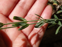 Hypericum linariifolium