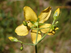 Hypericum linariifolium