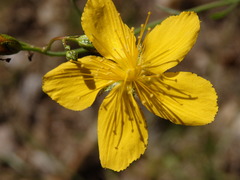 Hypericum linariifolium