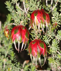 Darwinia polychroma