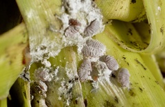 Balanococcus cordylinidis