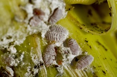 Balanococcus cordylinidis