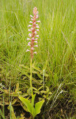 Satyrium macrophyllum