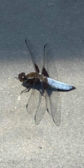 Libellula depressa