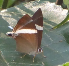 Abisara neophron