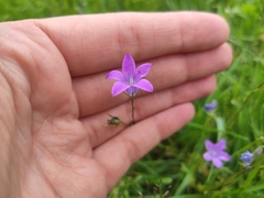 Campanula patula