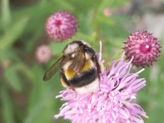 Bombus patagiatus