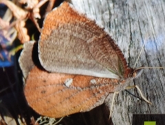 Godartiana muscosa
