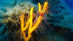Axinella polypoides
