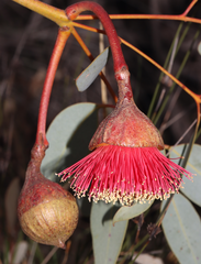Eucalyptus pyriformis