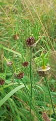 Allium