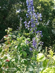 Delphinium elatum
