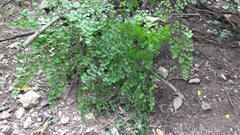 Adiantum tricholepis