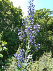 Delphinium elatum