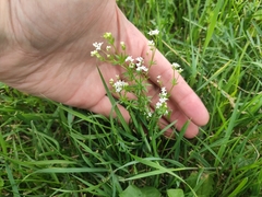 Galium uliginosum