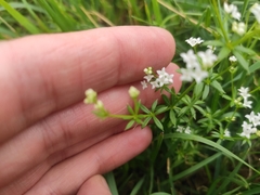 Galium uliginosum