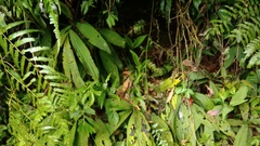 Collabieae