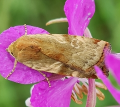 Cryptocala chardinyi