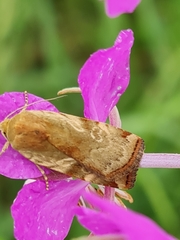 Cryptocala chardinyi