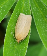 Aphelia viburnana