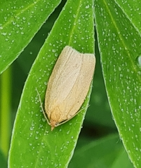 Aphelia viburnana