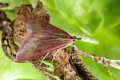Pyrausta laticlavia