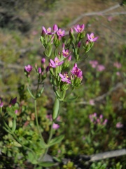 Zeltnera muehlenbergii