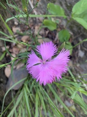 Dianthus palinensis