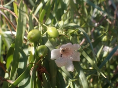 Eremophila bignoniiflora