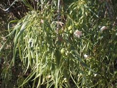 Eremophila bignoniiflora