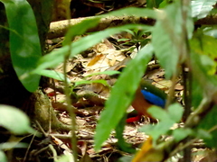 Pitta moluccensis