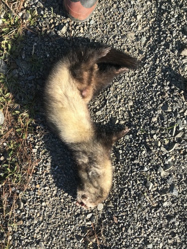Domestic Ferret