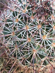 Mammillaria dioica