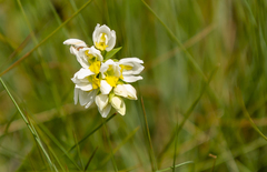 Schizochilus flexuosus